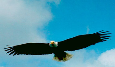 See wildlife like this soaring bald eagle while fishing on a photo safari in Juneau Alaska