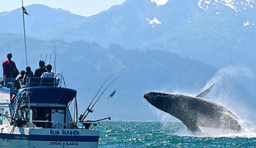Book your Juneau Whale Watching Tour with Rum Runner Charters