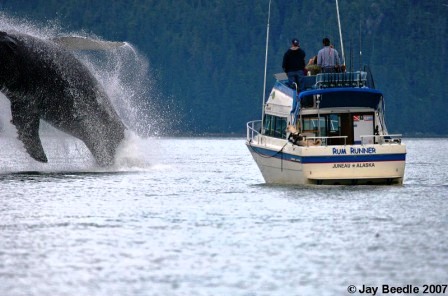 Whale watch in Alaska